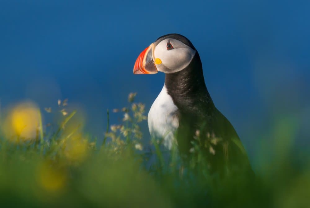 Colorful Puffin Portrait by YY DB — canvas wall art