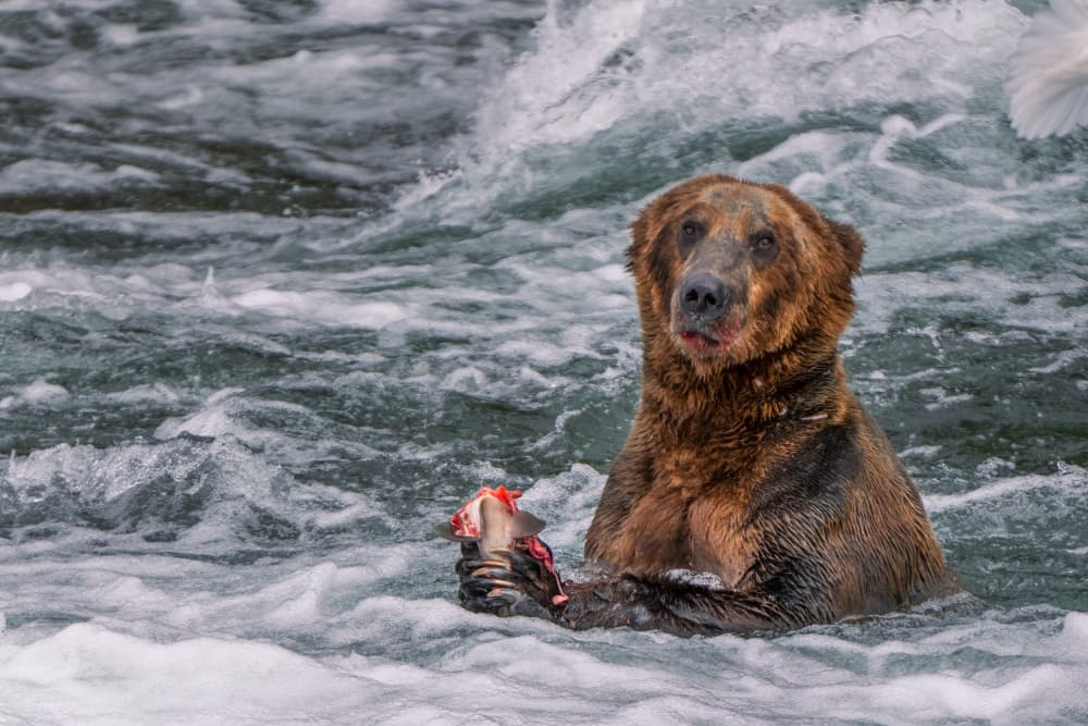 Grizzly Bear Salmon Feast by Ruiqing P. — canvas wall art