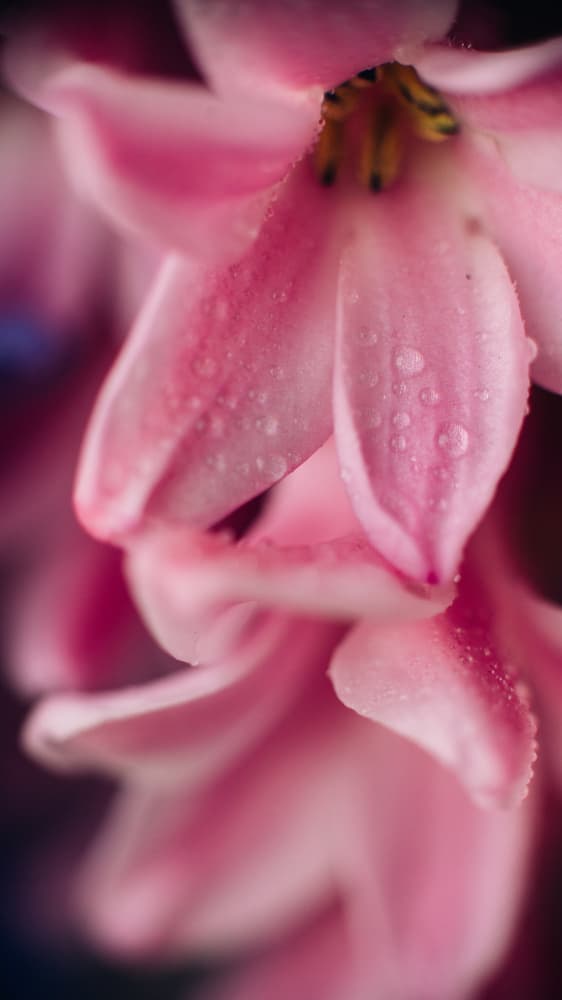 Dewy Pink Hyacinth by Javier Pardina — canvas wall art