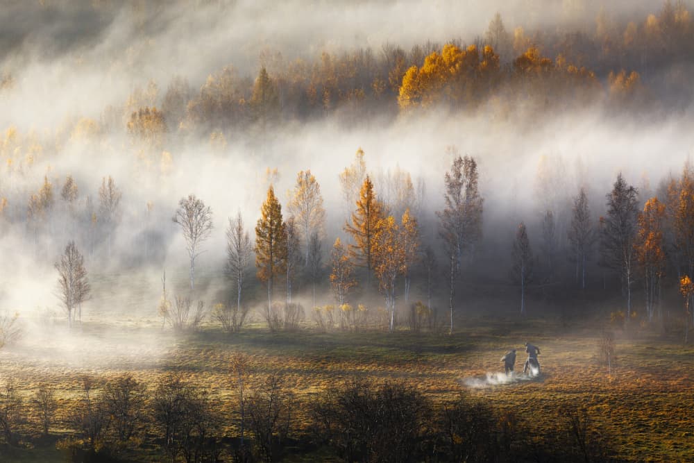 Misty Golden Forest by UU — canvas wall art