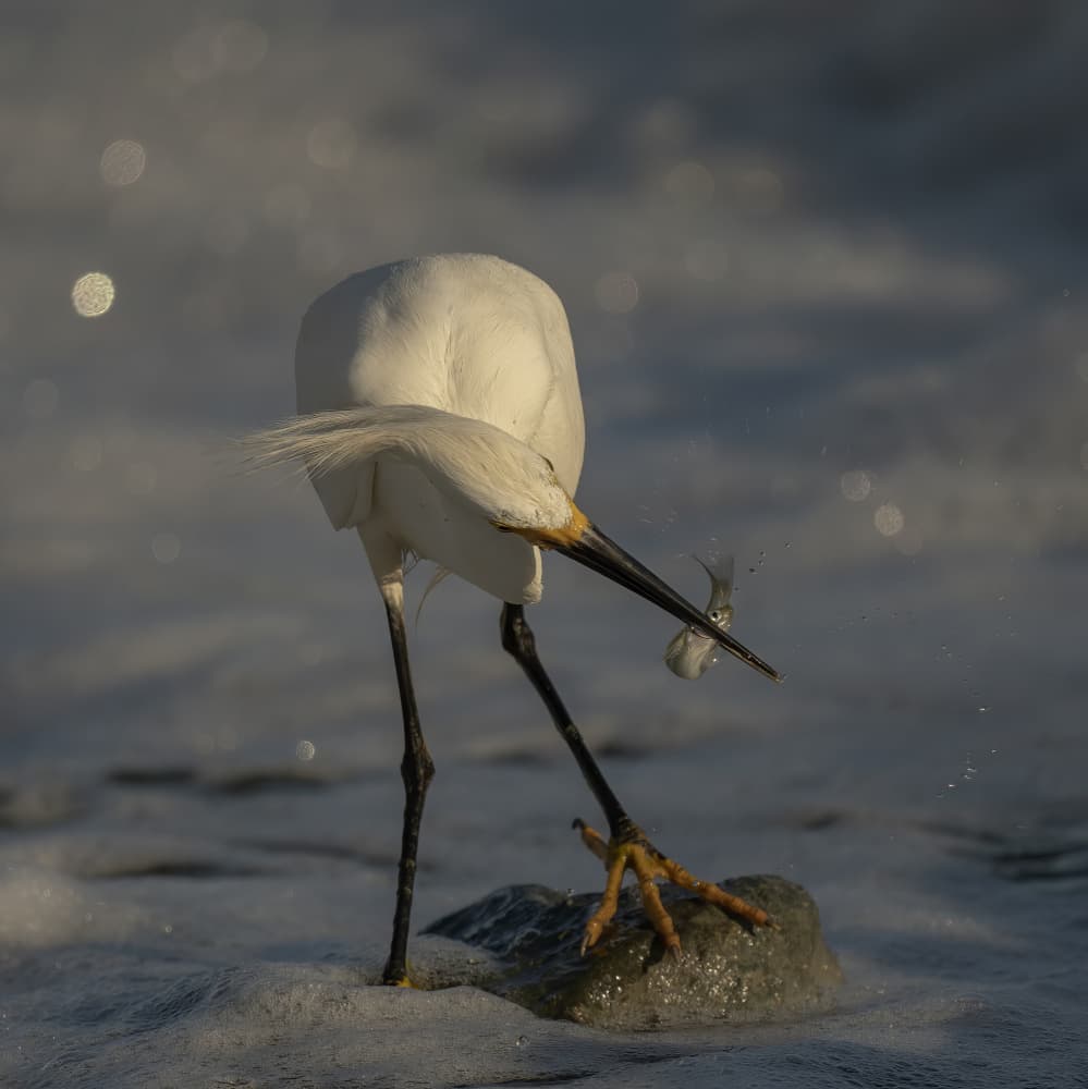 Egret's Fresh Catch by Judy Tseng — canvas wall art