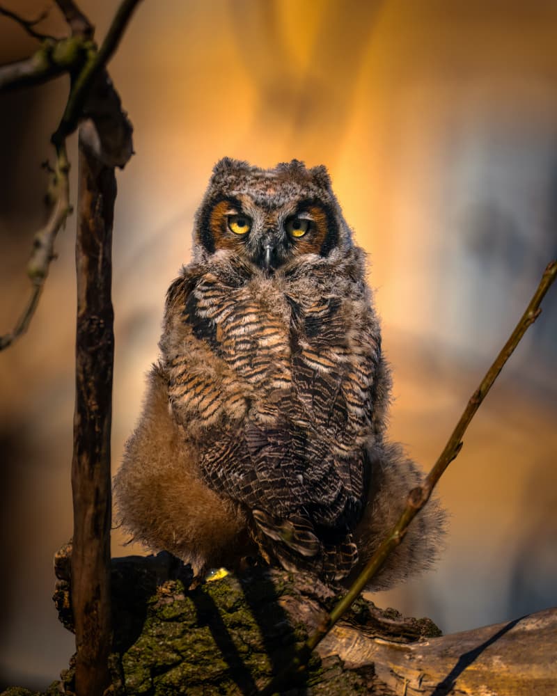 Young Owlet Stare by Hanping Xiao — canvas wall art