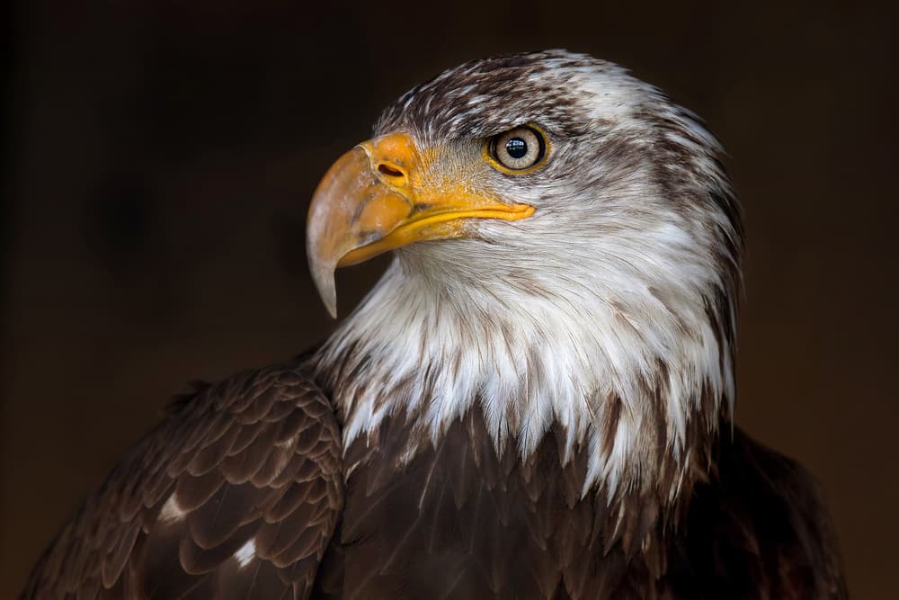 Majestic Bald Eagle by Jim Cumming — canvas wall art