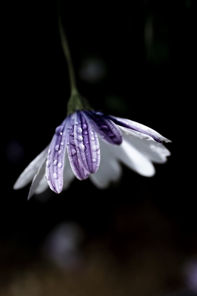 Purple Daisy Rain Drops by Mareike Böhmer — canvas wall art
