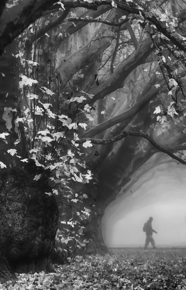Lone Walker Misty Forest by Anna Niemiec — canvas wall art