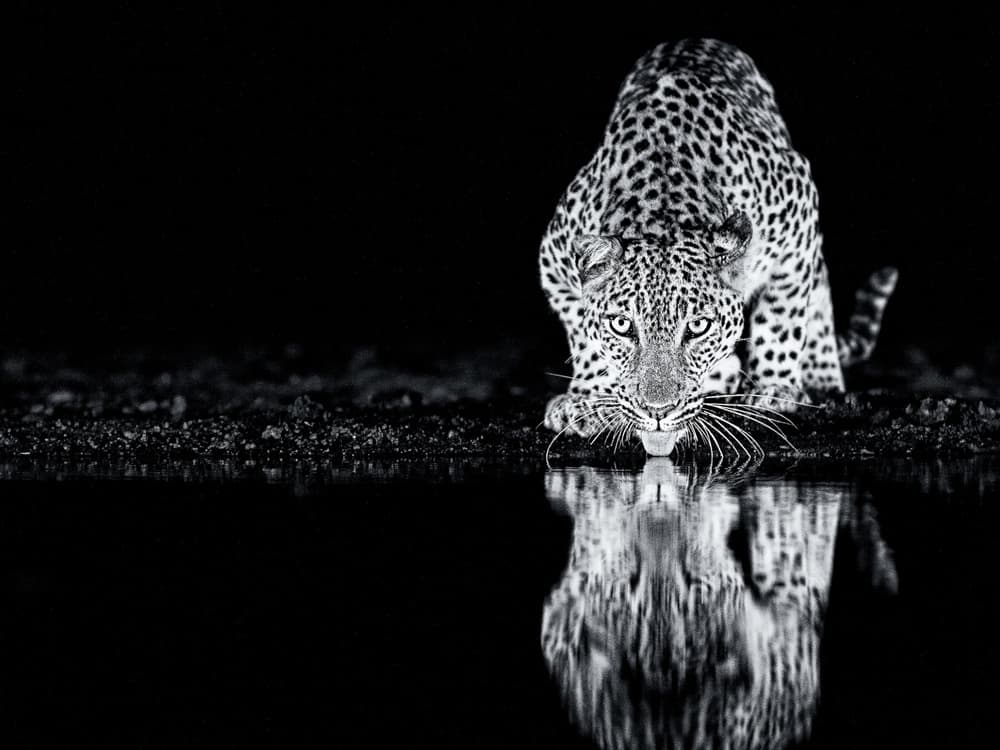 Drinking Leopard Reflection by Amnon Eichelberg — canvas wall art