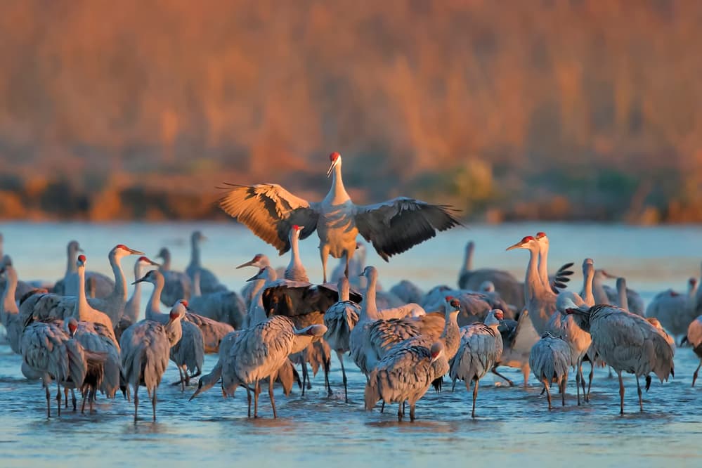 Golden Hour Cranes by Jun Zuo — canvas wall art