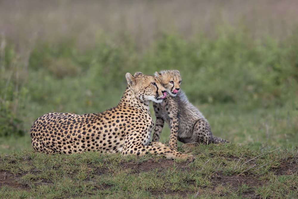 Cheetah Cub Affection by Mark Strom — canvas wall art
