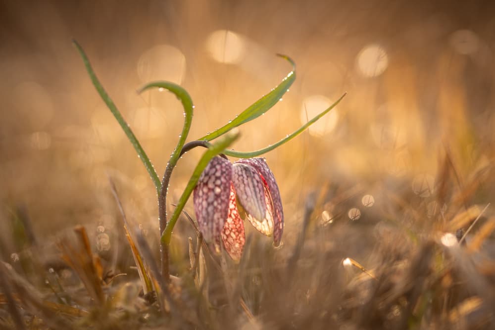 Ethereal Spring Bloom by Joško Šimic — canvas wall art