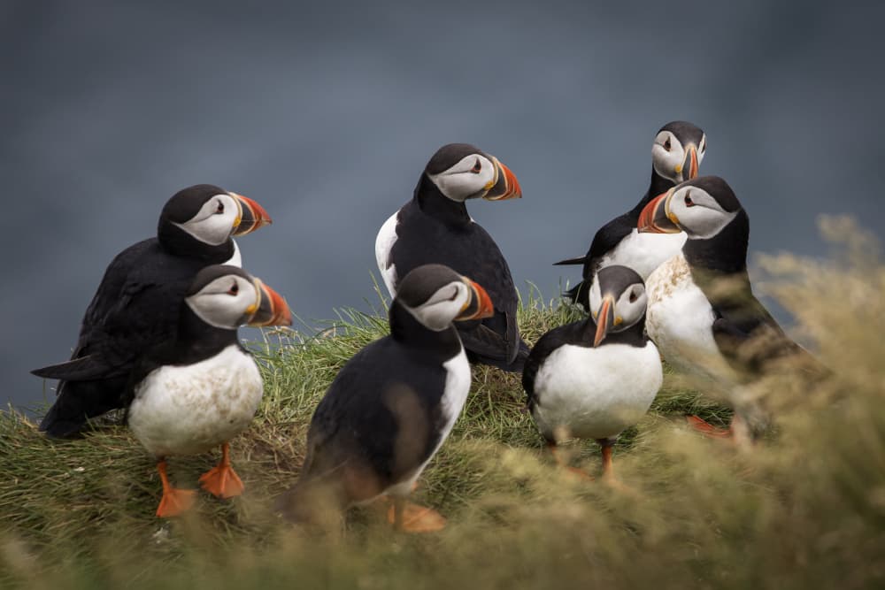 Coastal Puffin Gathering by Dan Mirica — canvas wall art