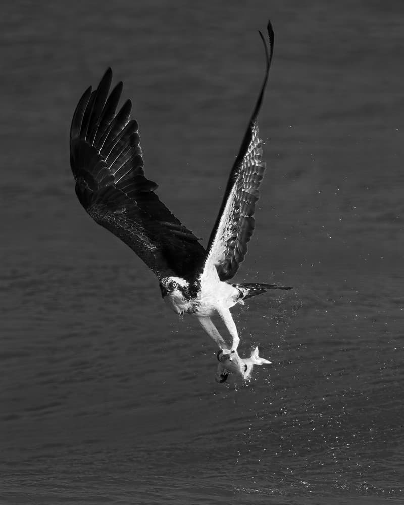 Osprey Catches Fish by John Fan — canvas wall art