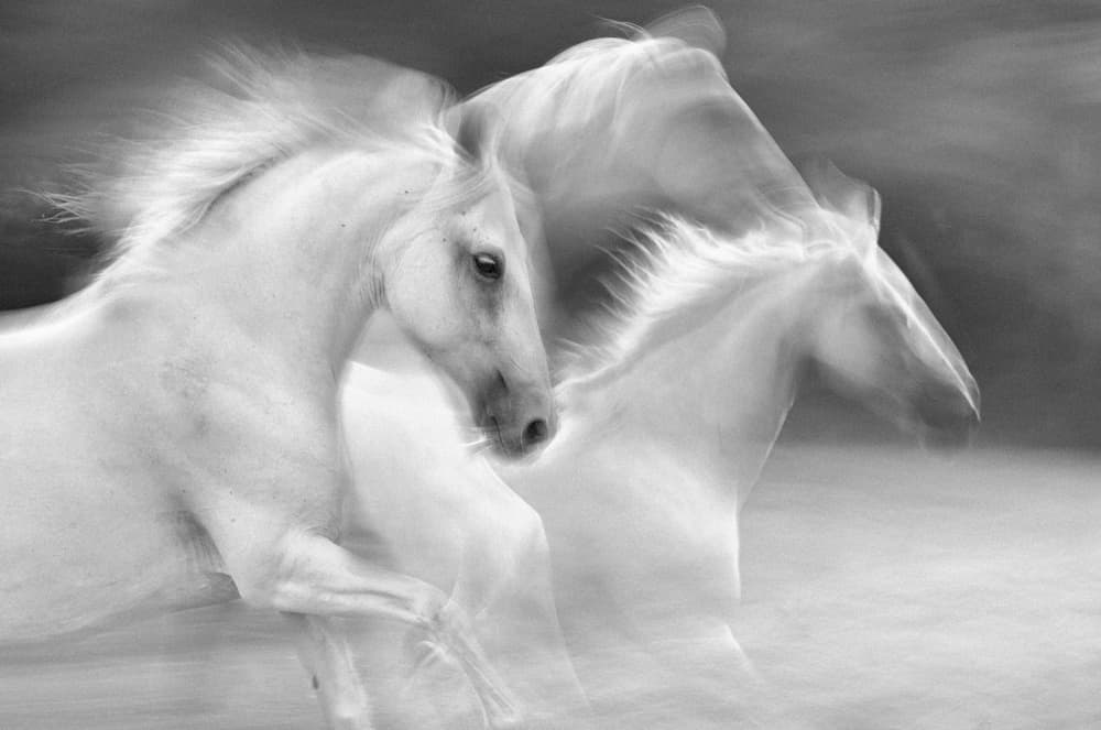 Ethereal White Horses by Milan Malovrh — canvas wall art