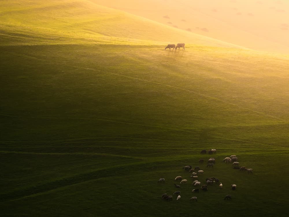 Golden Hills Grazing Animals by Majid Behzad — canvas wall art