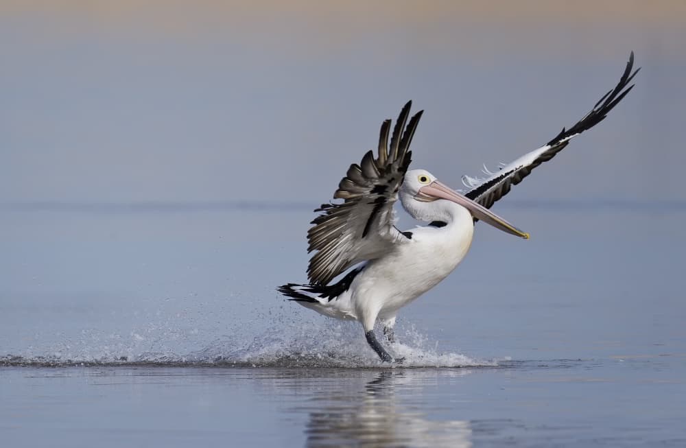 Graceful Pelican Landing by C.S. Tjandra — canvas wall art