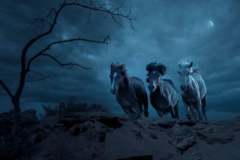 Wild Horses Under Moonlight by Anna Zhang — canvas wall art