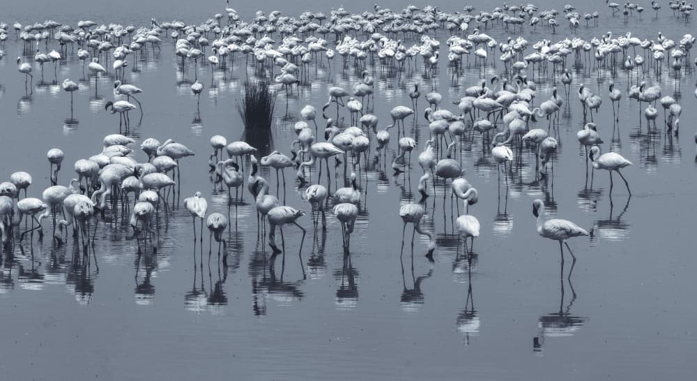 Wading Flamingo Flock by Hamza Qarooni — canvas wall art
