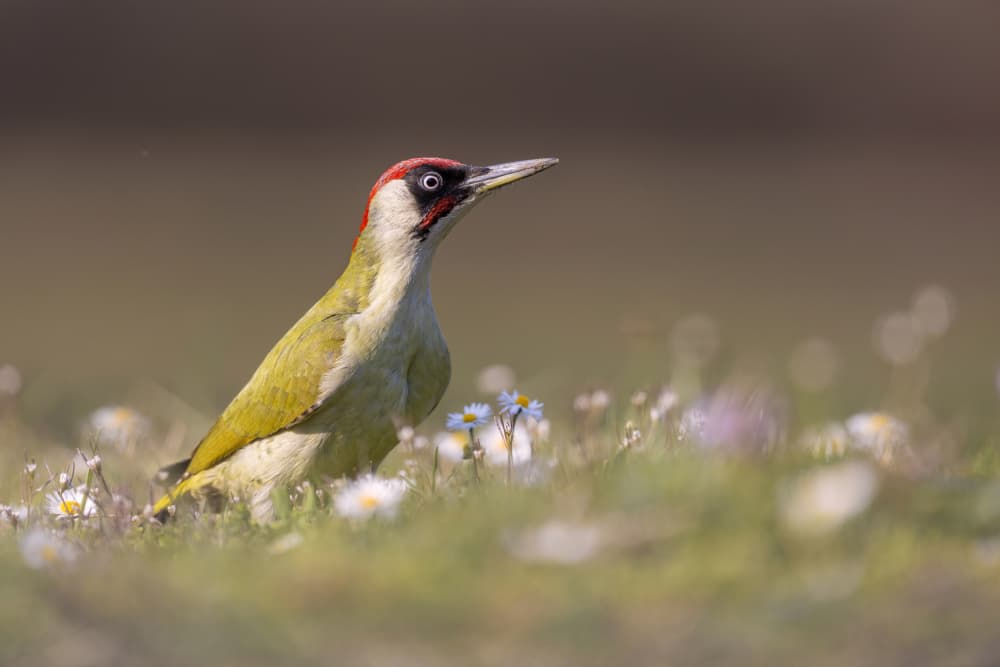 Green Woodpecker in Spring Meadow by Marco Redaelli — canvas wall art