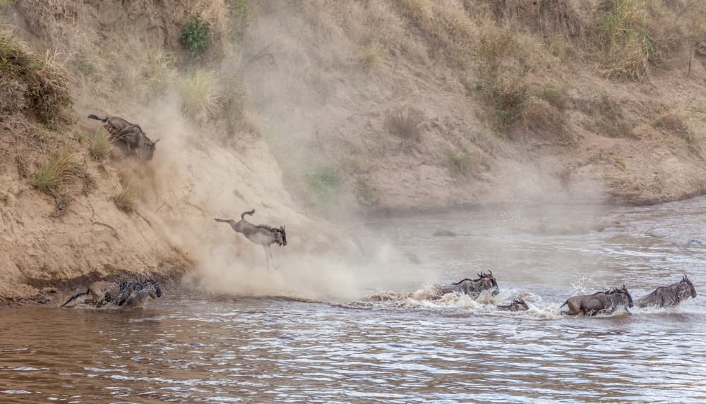 Wildebeest River Crossing by Jeffrey C. Sink — canvas wall art
