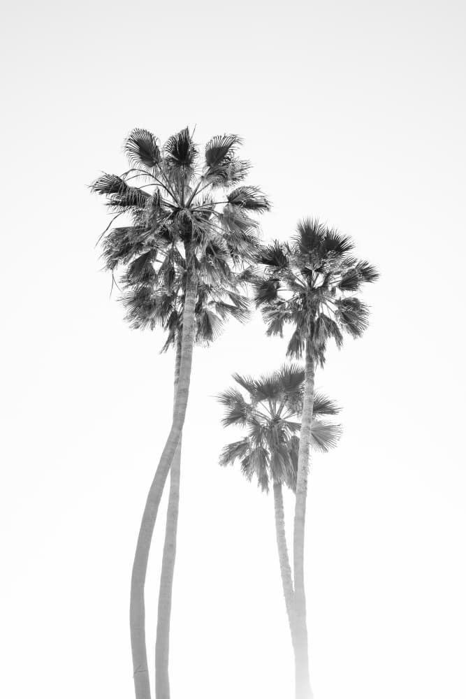 Tall Tropical Palms by Bethany Young — canvas wall art