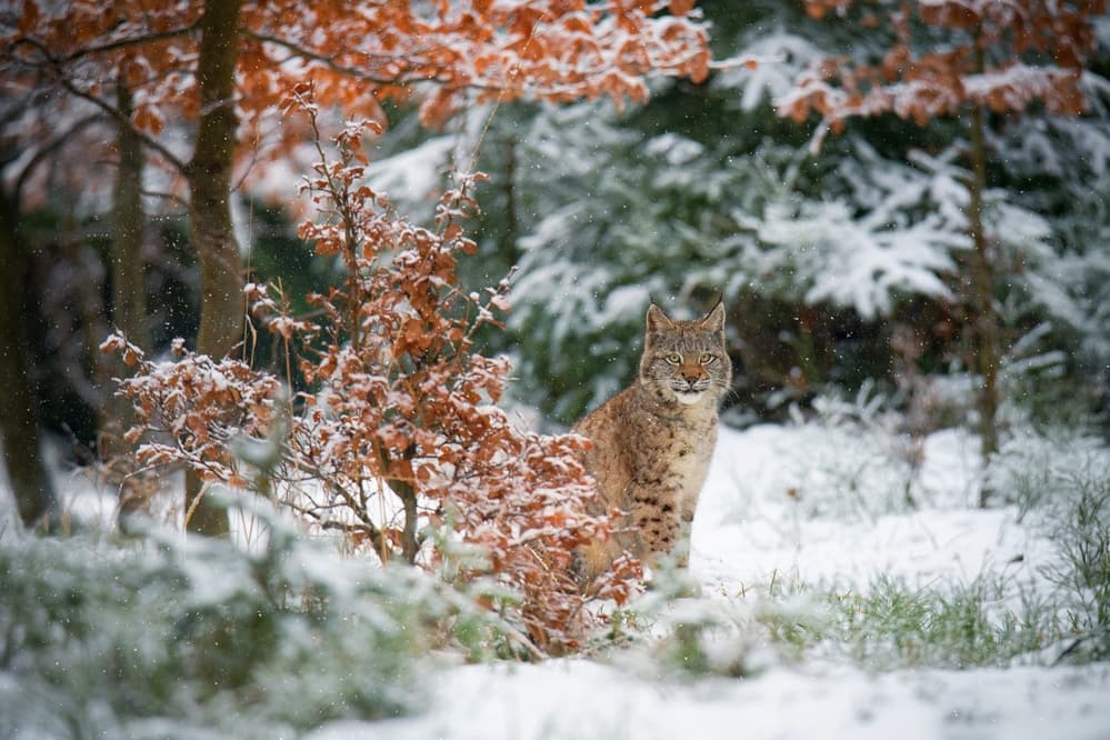 Lynx In Snowy Forest by Michaela Firešová — canvas wall art