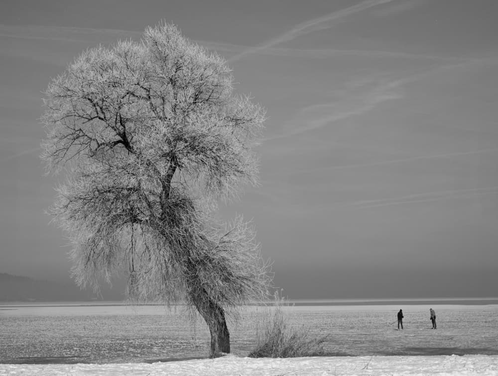 Frosted Tree Winter Lake by Hans Peter Rank — canvas wall art