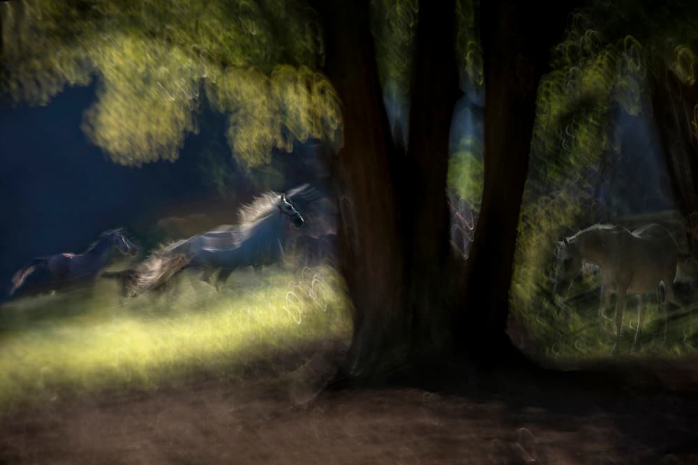 Wild Horses Running by Milan Malovrh — canvas wall art