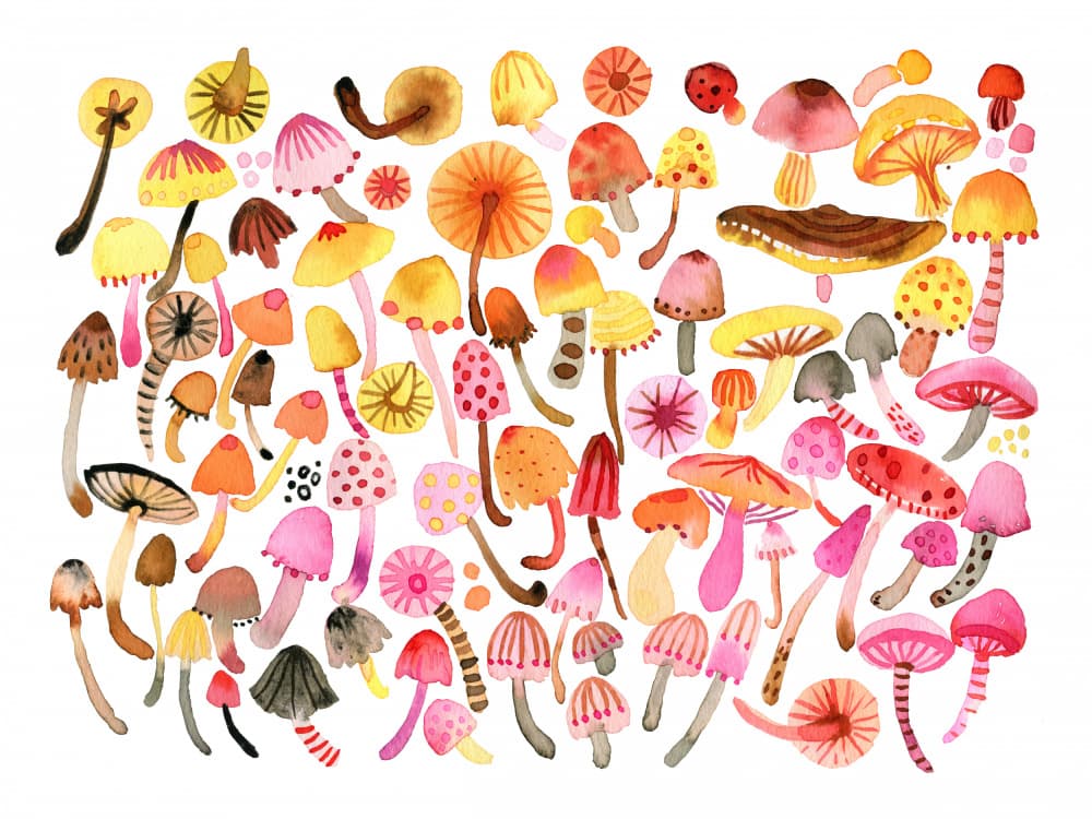Whimsical Mushroom Collection