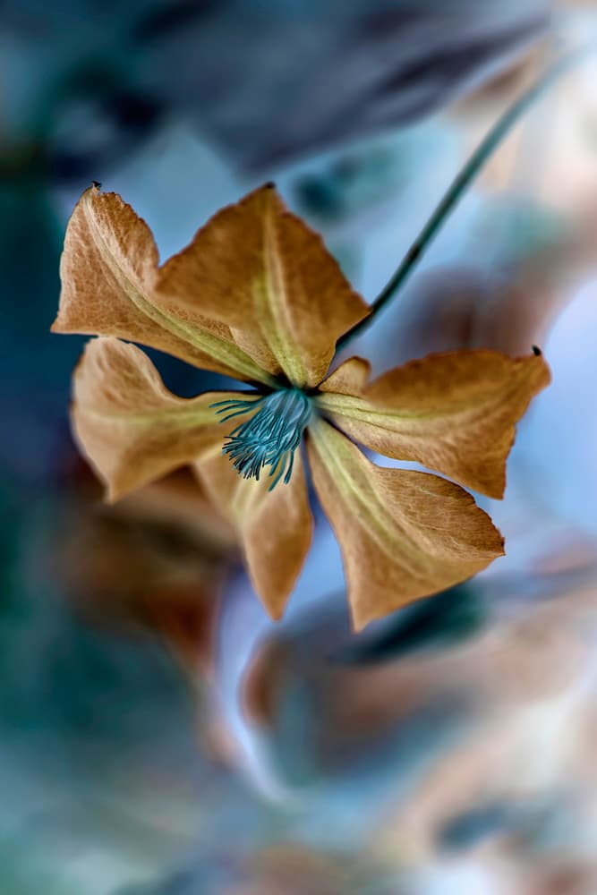 Golden Teal Bloom by Jacky Parker — canvas wall art