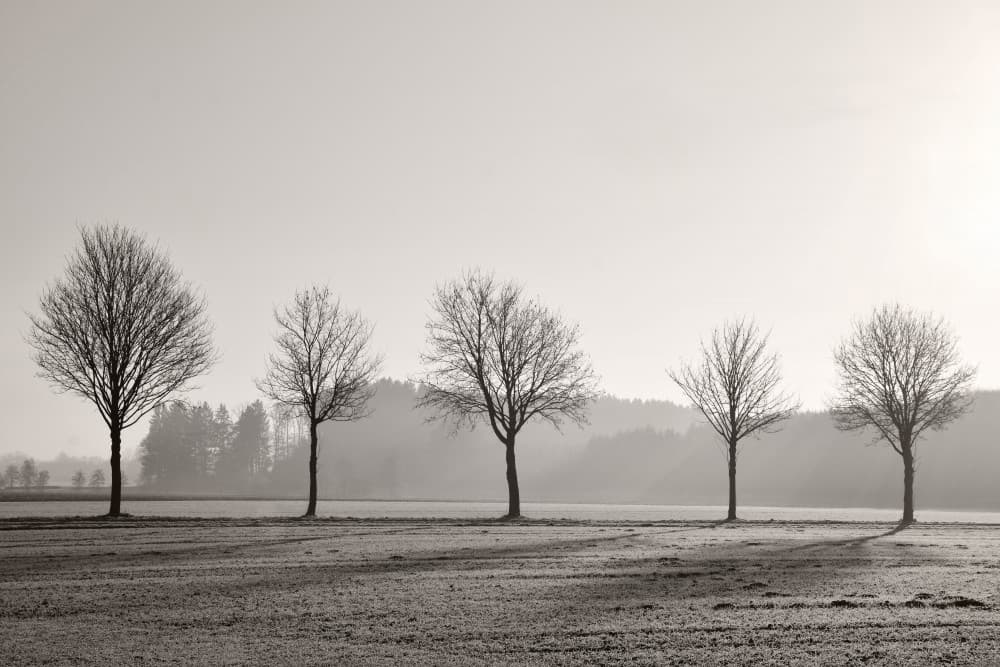 Misty Winter Trees by Lena Weisbek — canvas wall art