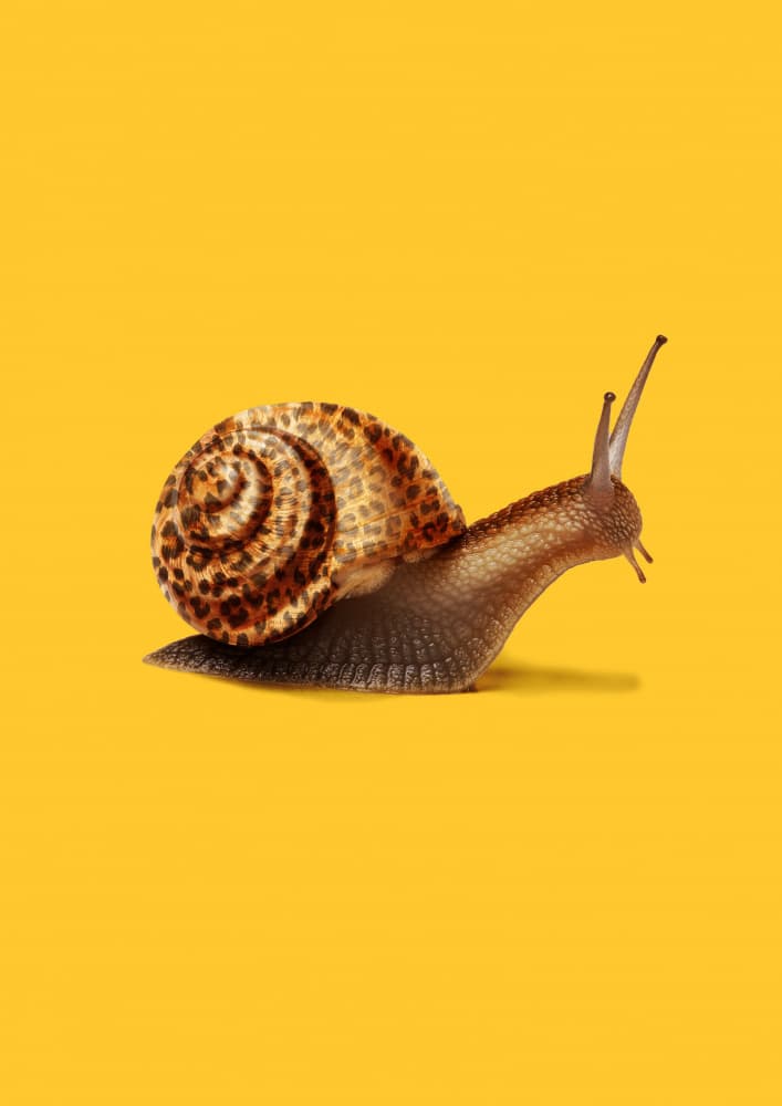 Leopard Print Snail by Artem Pozdniakov — canvas wall art