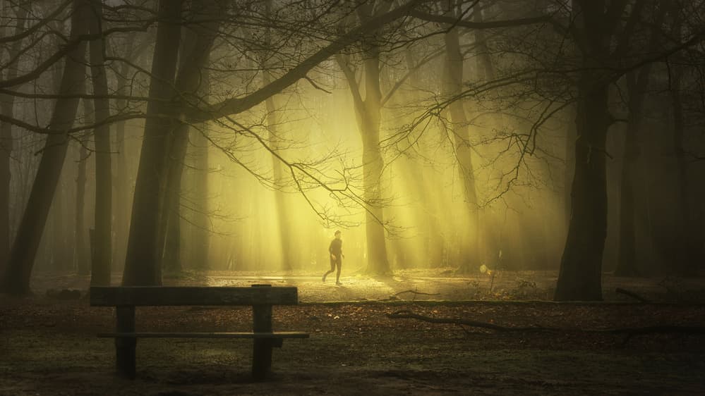 Misty Forest Walk by Saskia Dingemans — canvas wall art