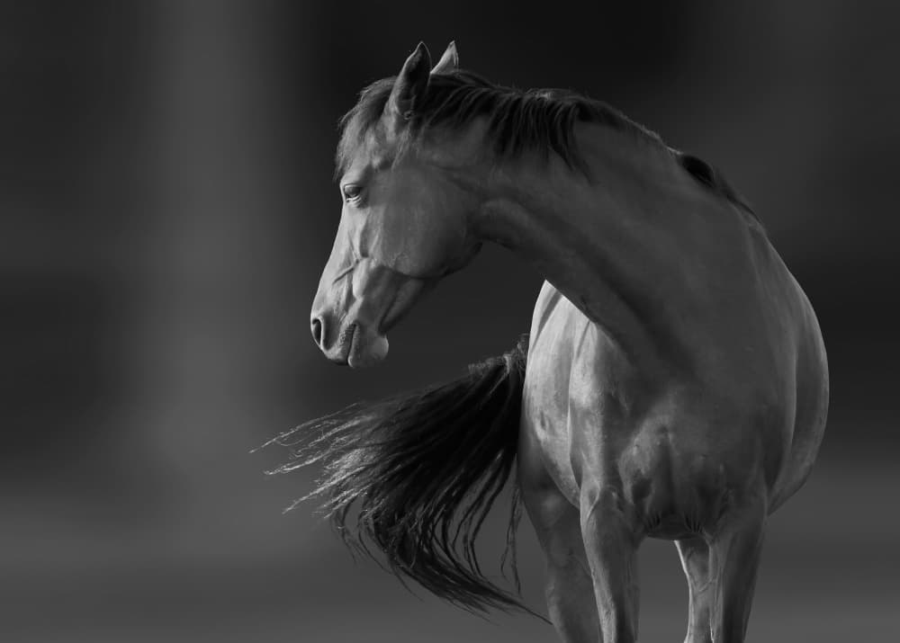 Dark Horse Elegance by Allan Wallberg — canvas wall art