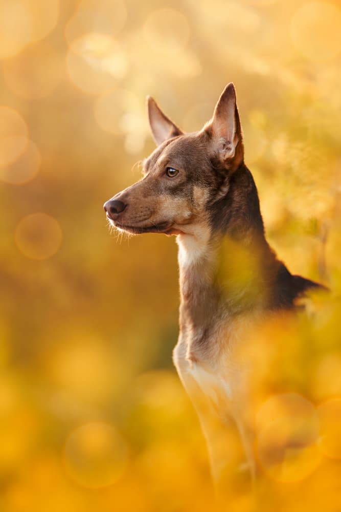 Golden Dog Autumn Glow by Ve Shandor — canvas wall art