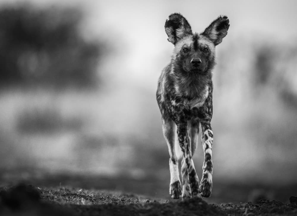 African Wild Dog Gaze by Jaco Marx — canvas wall art