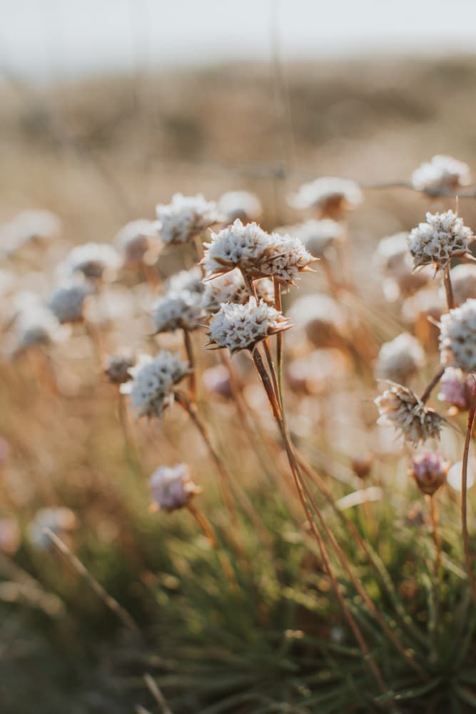 Sunlit Meadow Flowers by Claudia Casal — canvas wall art