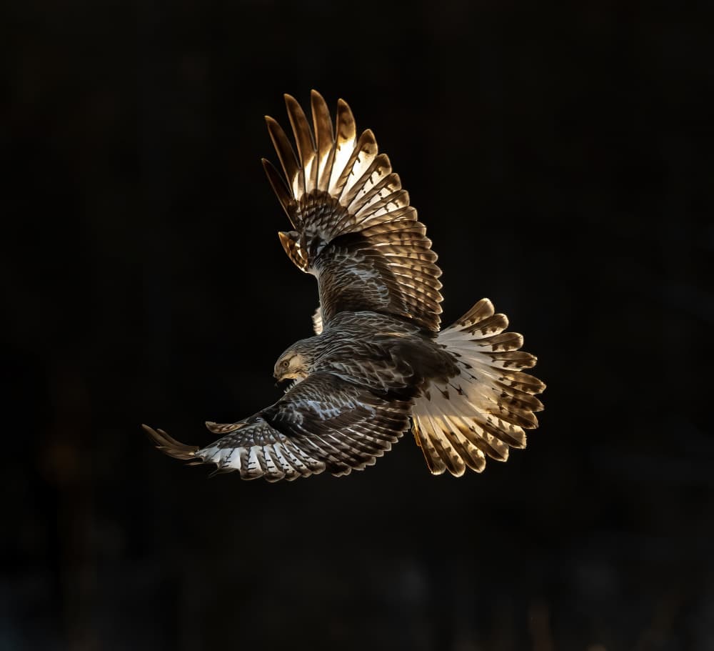 Golden Wings Soaring by Judy Tseng — canvas wall art