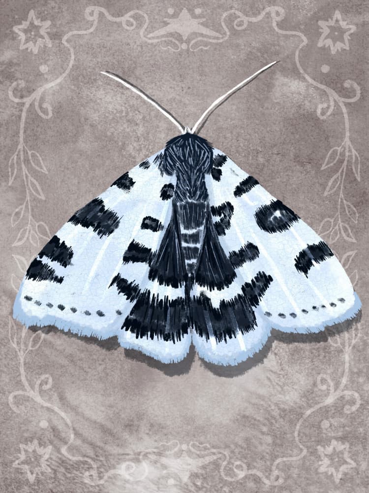 Whimsical Spotted Moth by Aliya Putrus — canvas wall art