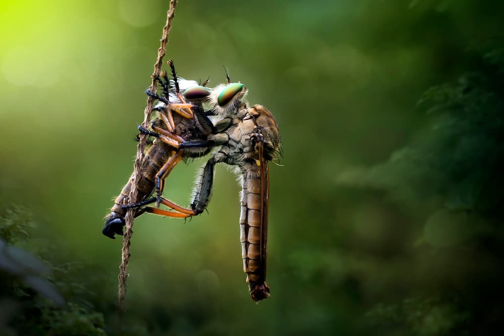 Robber Fly's Catch by Fauzan Maududdin — canvas wall art