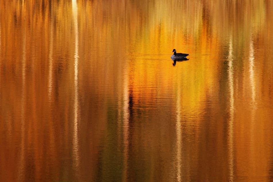 Golden Water Goose by Bror Johansson — canvas wall art