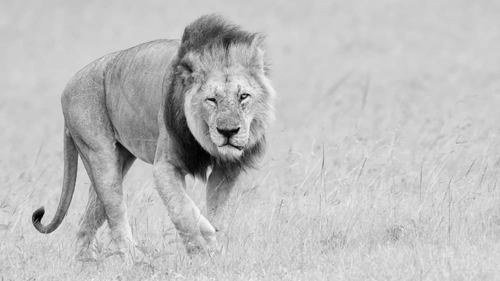 Powerful Lion Stride by Phillip Chang — canvas wall art