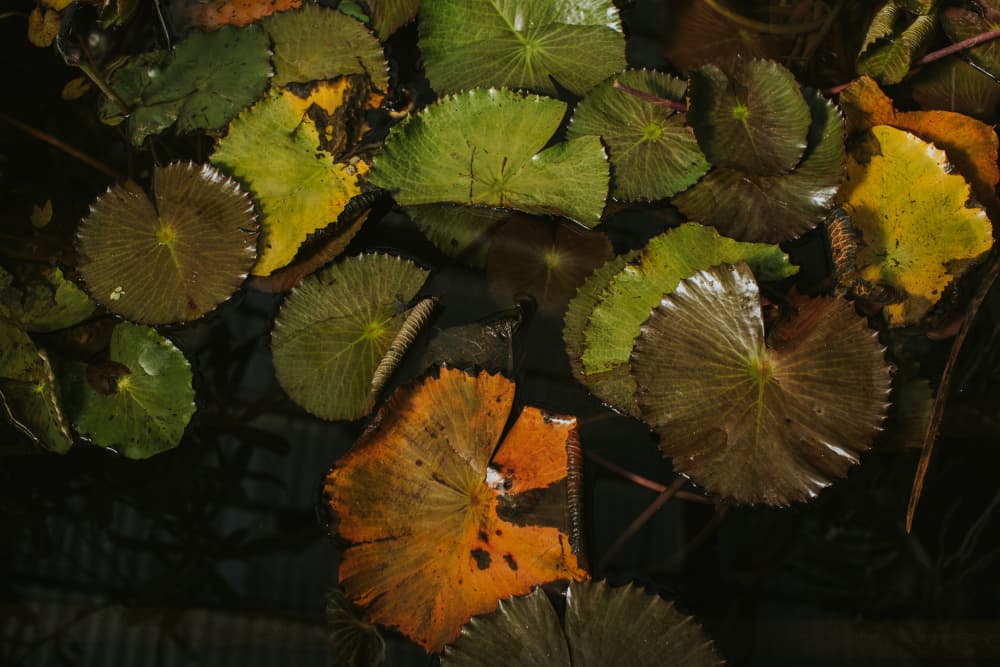Autumn Pond Lily Pads by Claudia Casal — canvas wall art