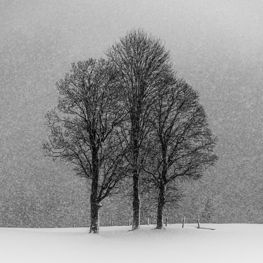 Snowy Winter Trees by Andy Dauer — canvas wall art