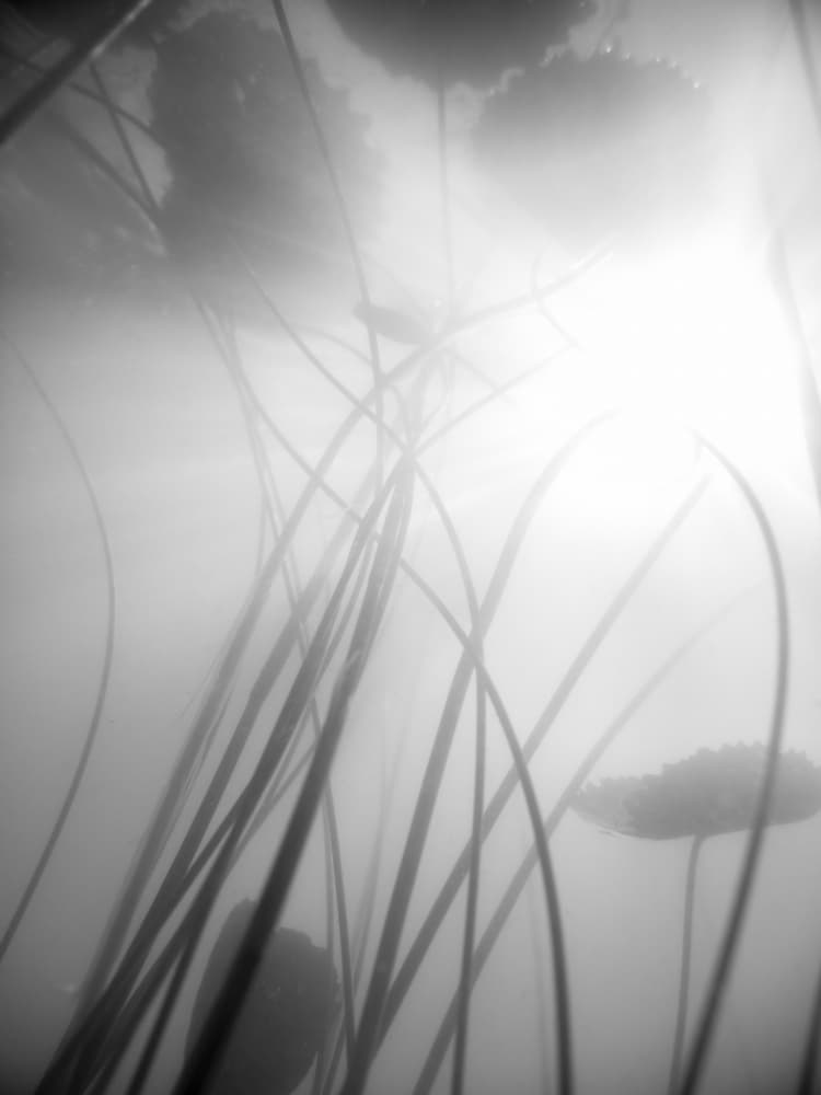 Water Lilly by Shot by Clint — canvas wall art