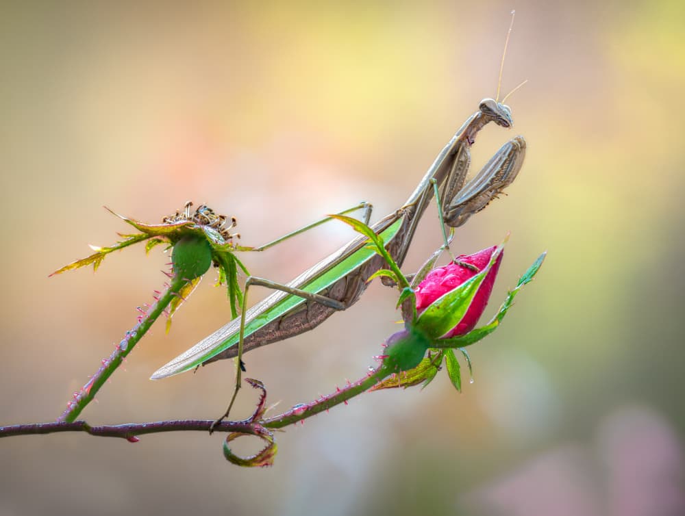 Praying Mantis Rose Bud by Atul Saluja — canvas wall art