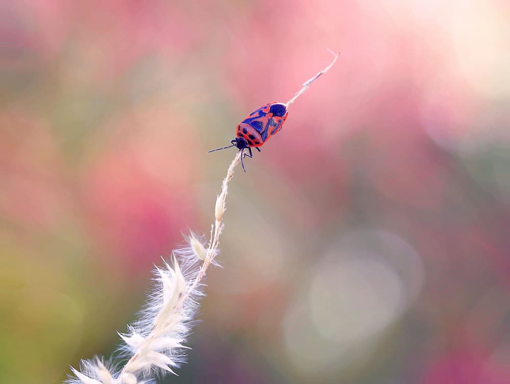 Delicate Insect Pink Hues by Thierry Dufour — canvas wall art