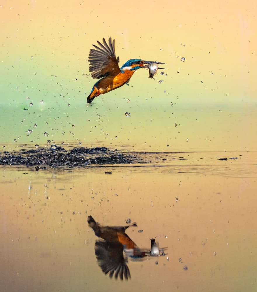 Kingfisher Fishing Splash by Manish Nagpal — canvas wall art