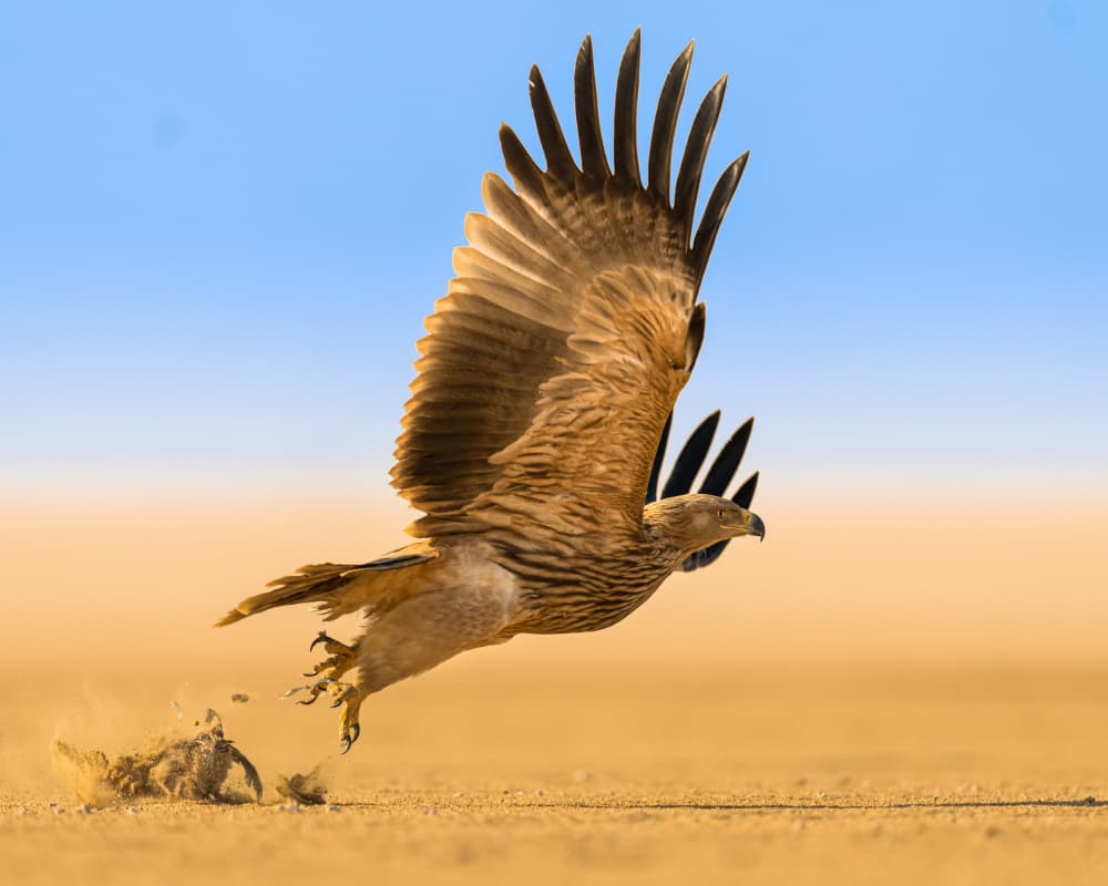 Desert Eagle Takes Flight by Ahmed Sobhi — canvas wall art