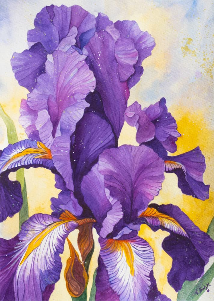 Vibrant Purple Iris by Kay Shanley — canvas wall art