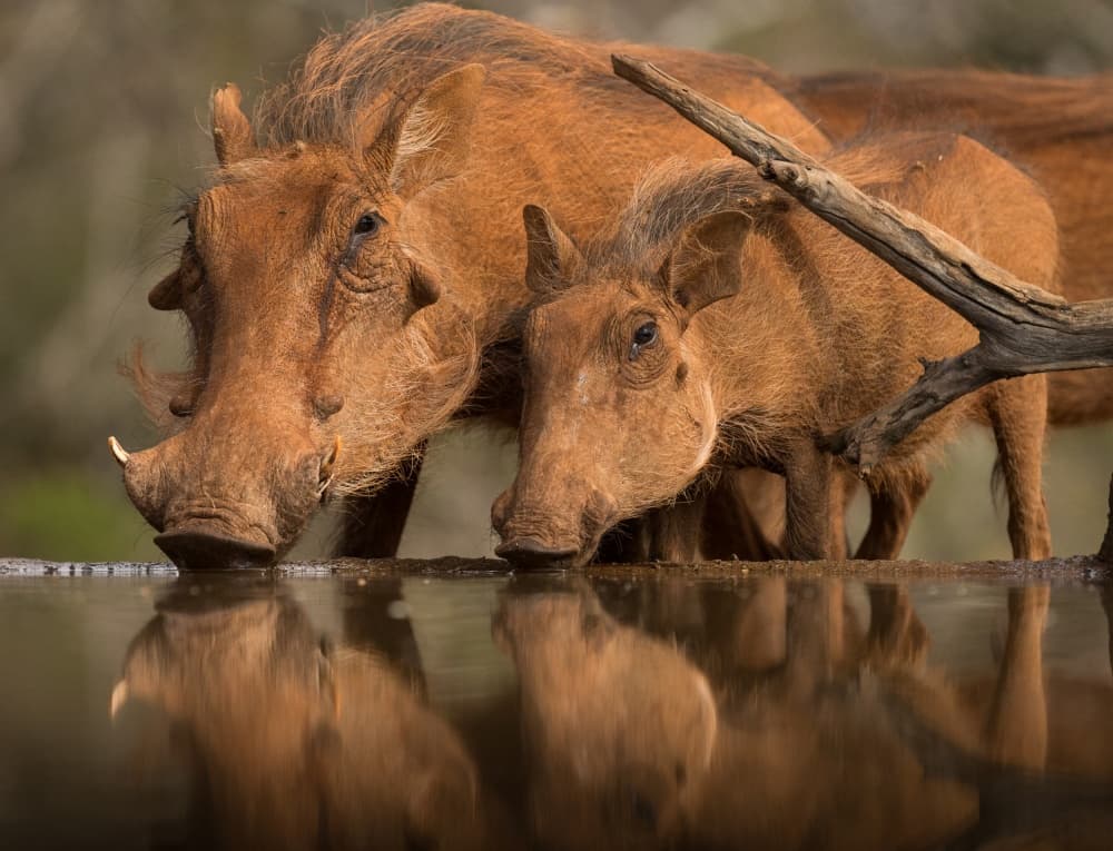 Peaceful Warthogs Reflection by Jaco Marx — canvas wall art
