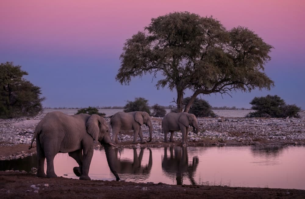 African Elephants Sunset Reflections by Joanna W — canvas wall art